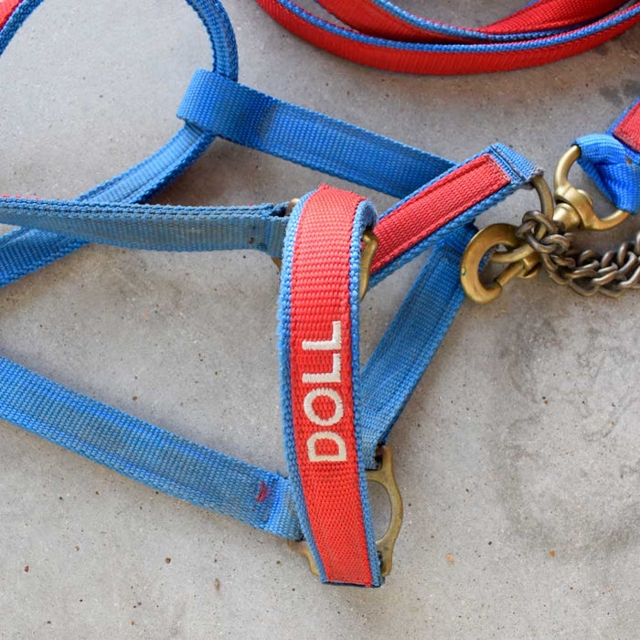 Used Halter With Lead Sale Barn Teskey's