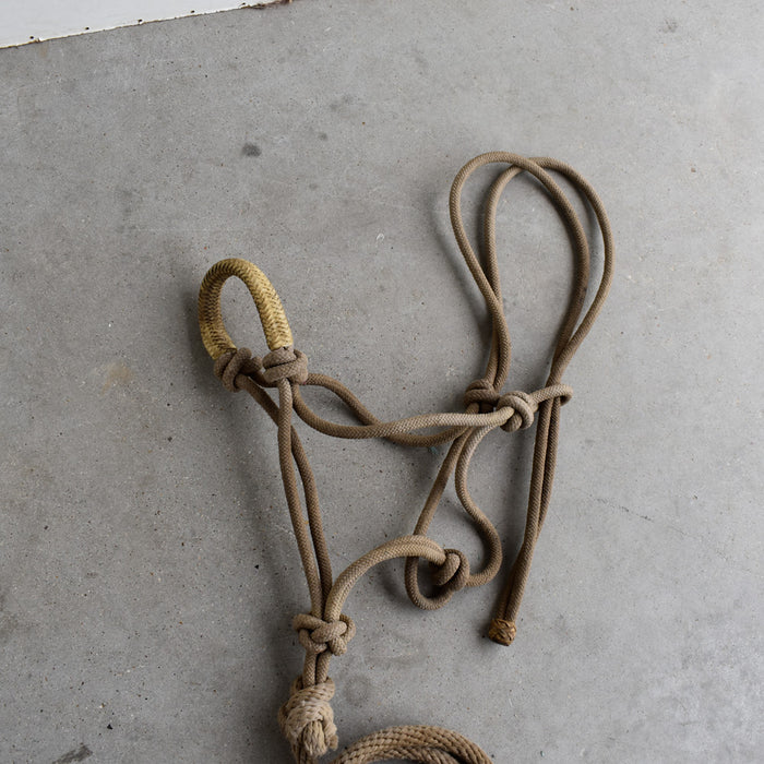 Used Rope Halter With Rawhide Noseband And Lead Sale Barn Teskey's