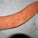 Used 32" G-Chandler Maker Tripping Collar Sale Barn G-Chandler Maker