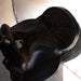 Used 14.5" King Series Rider Saddle Sale Barn MISC