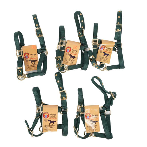 New Set Of 5 Hamilton Average Mini Halters Sale Barn MISC   