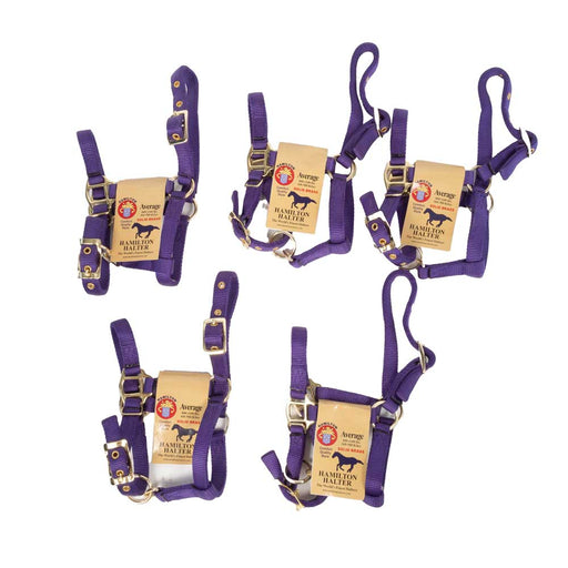 New Set Of 5 Hamilton Average Mini Halters Sale Barn MISC   
