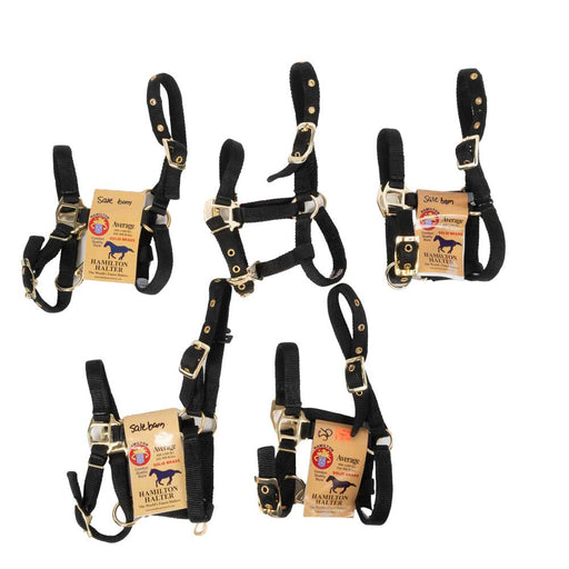 New Set Of 5 Hamilton Average Mini Halters Sale Barn MISC   