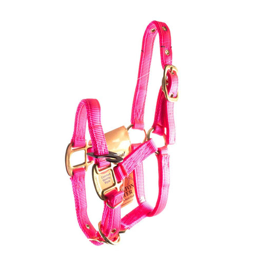 Like New Hamilton Foal Halter With Tags Sale Barn MISC   