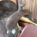 15" USED MASTER BARREL SADDLE Saddles - Used Master Saddles