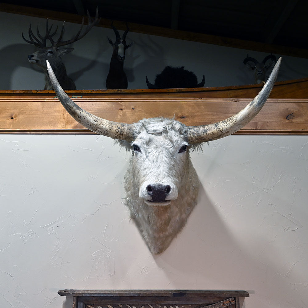 Big Mounted Longhorn Steer 51" tip to tip Collectibles MISC