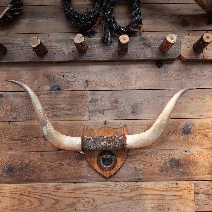 Early 1900's Mounted Horns with Mirror