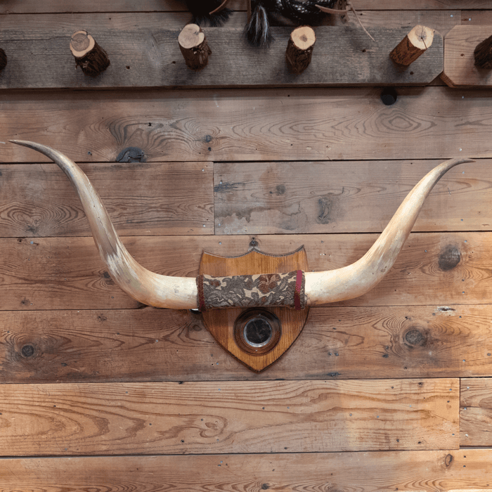 Early 1900's Mounted Horns with Mirror