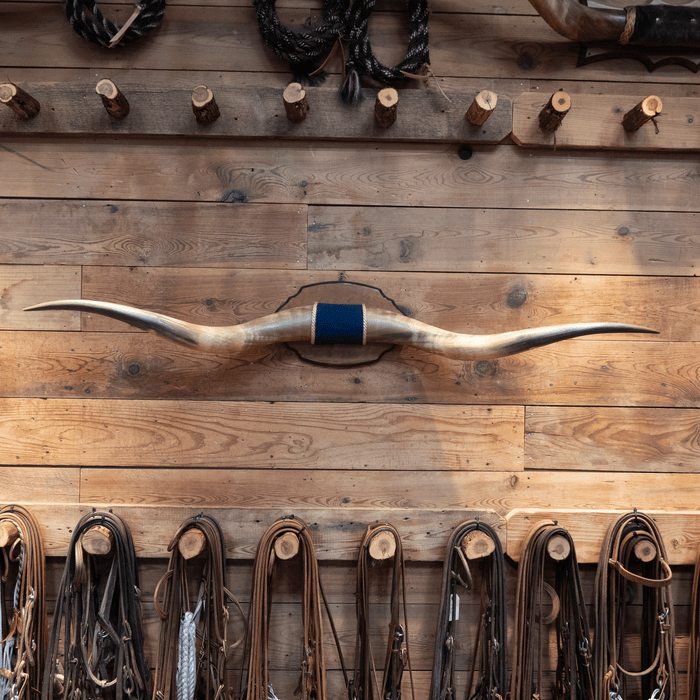 Mounted Horns over 5 feet with a Blue Velvet Center