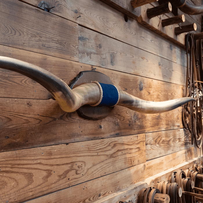 Mounted Horns over 5 feet with a Blue Velvet Center