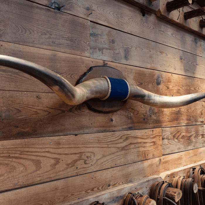 Mounted Horns over 5 feet with a Blue Velvet Center