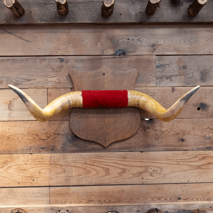 Mounted Horns with a Red Velvet Center