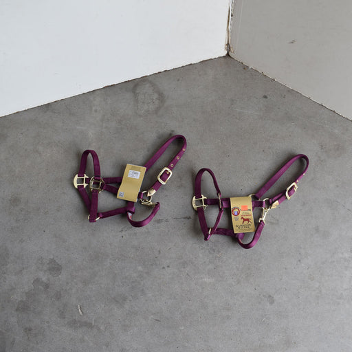 NEW Hamilton Weanling Halters Set Of 2 Sale Barn Teskey's