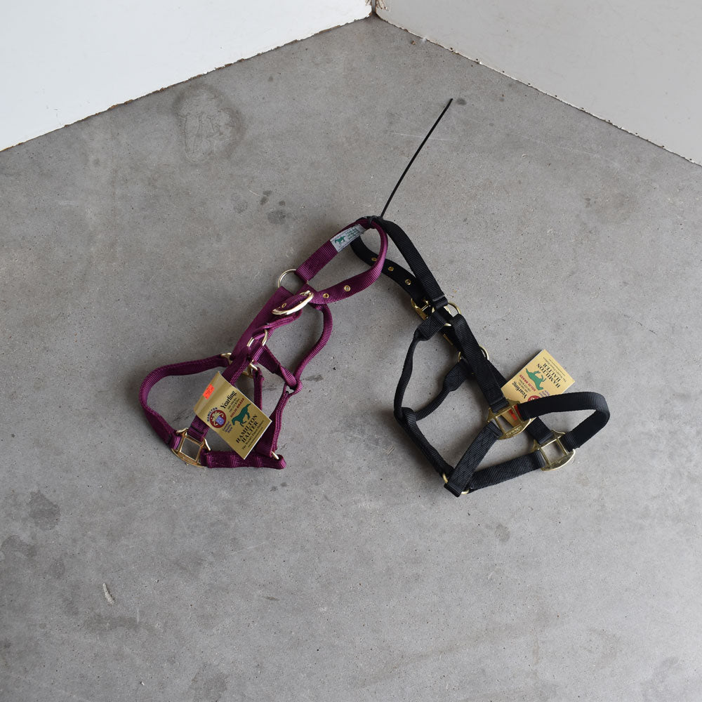 NEW Hamilton Yearling Halters Set Of 2 Sale Barn Teskey's