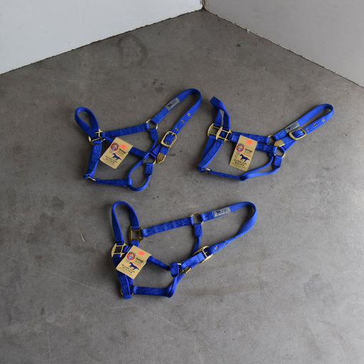 NEW Hamilton Average Halters Set of 3 Sale Barn Teskey's