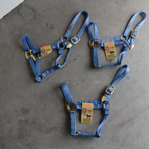 NEW Hamilton Average Halters Set of 3 Sale Barn Teskey's