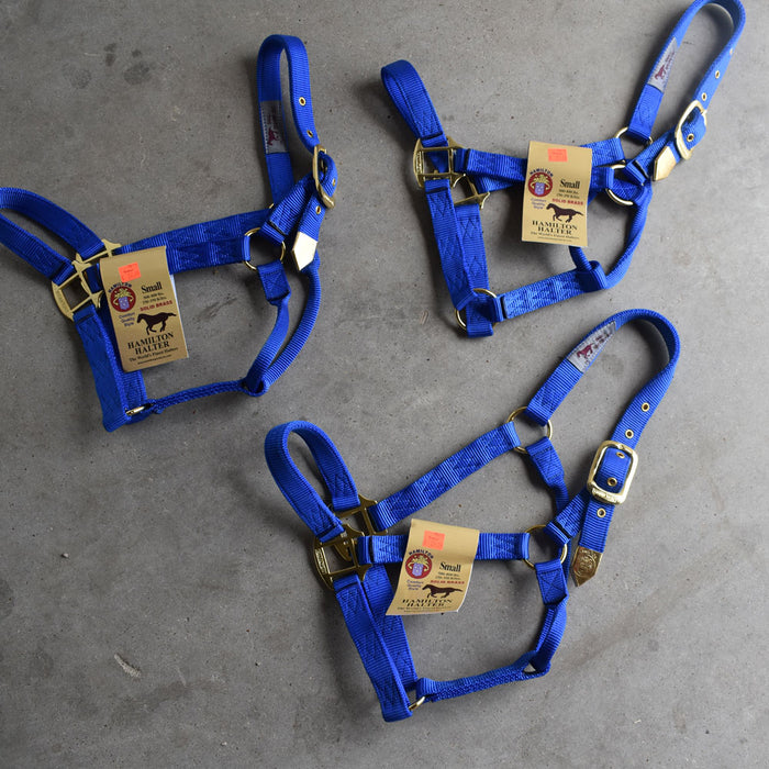 NEW Hamilton Small Halters Set of 3 Sale Barn Teskey's