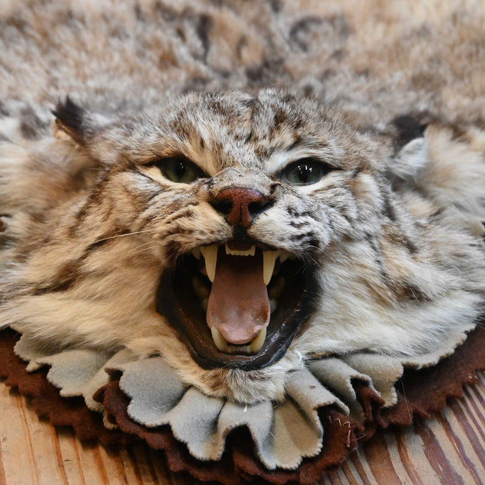 Bob Cat Rug by James D. Gay