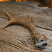 Antler Cigar Cutter Collectibles Teskey's