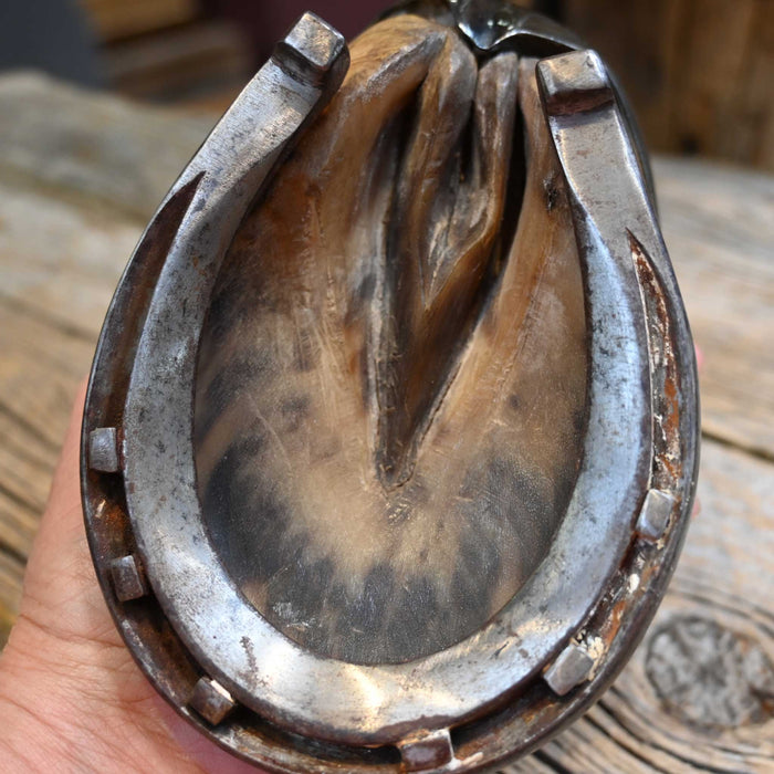 Vintage Horse Hoof Jewelry Box with Sterling Silver Case