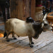 Vintage 1950's Breyer Brahma Bull Statue Collectibles Breyers