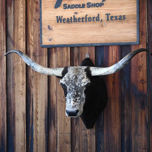 Big Goodlooking Mounted Longhorn Collectibles MISC