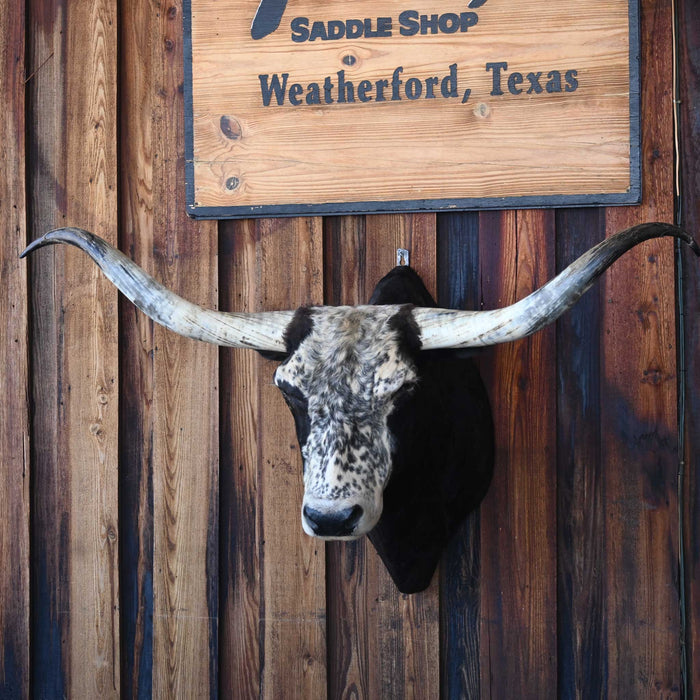 Big Mounted Longhorn Collectibles MISC