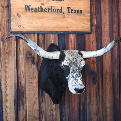 Big Goodlooking Mounted Longhorn Collectibles MISC