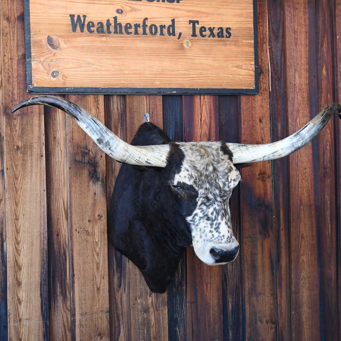 Big Mounted Longhorn Collectibles MISC