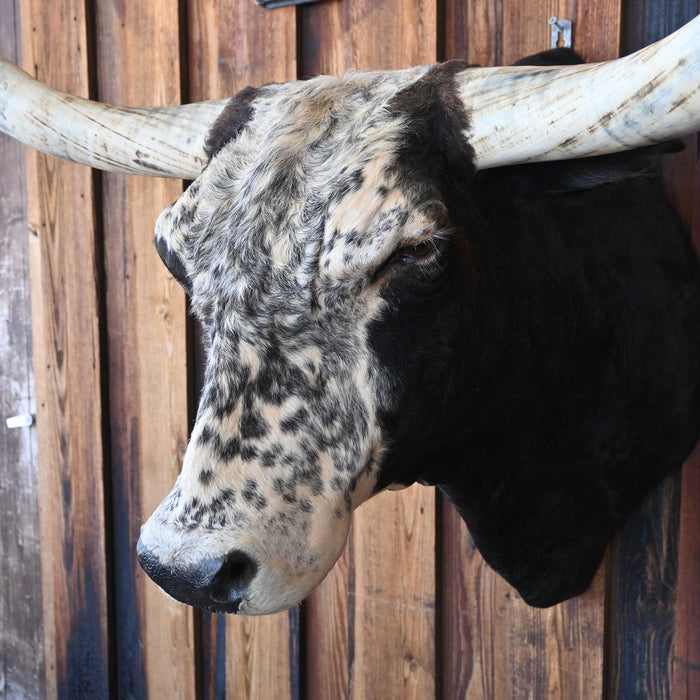 Big Mounted Longhorn Collectibles MISC