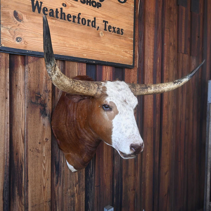 Mounted Longhorn Collectibles MISC