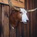 Mounted Longhorn Collectibles MISC