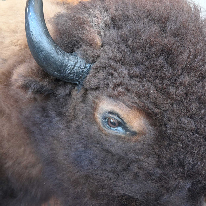 Mounted Buffalo Head - Great condition for decor of any kind!! Collectibles MISC
