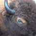 Mounted Buffalo Head - Great condition for decor of any kind!! Collectibles MISC