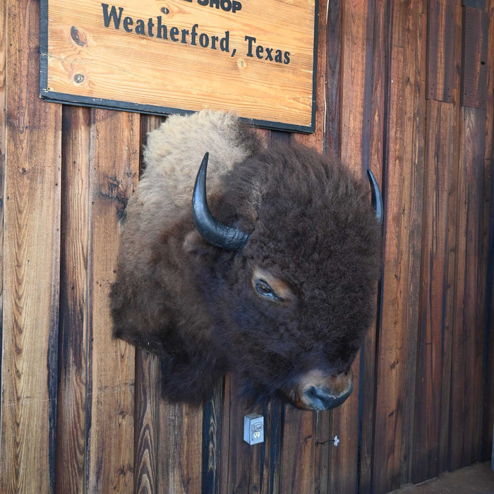 Mounted Buffalo Head - Great condition for decor of any kind!! Collectibles MISC
