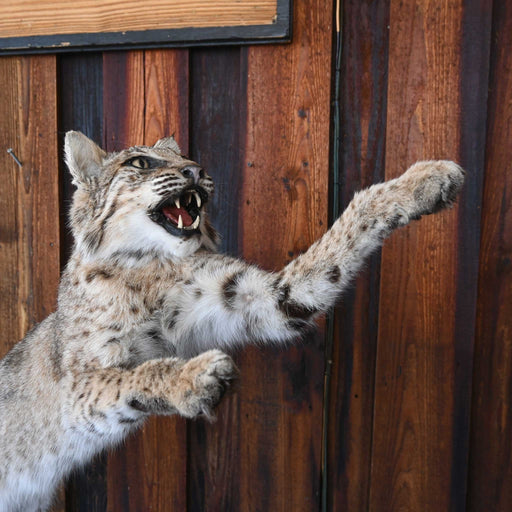 Mounted Bob Cat in Action- great wildlife decor piece Collectibles MISC