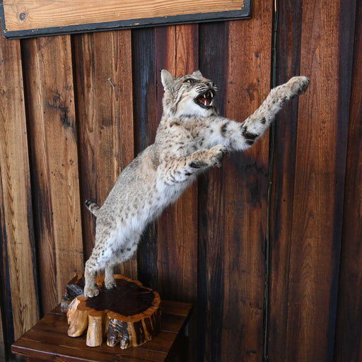 Mounted Bob Cat in Action- great wildlife decor piece Collectibles MISC
