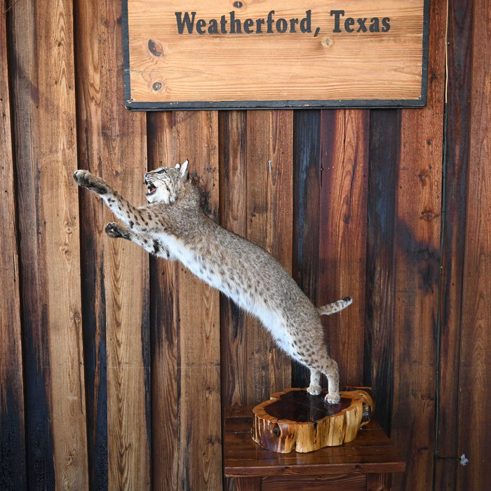 Mounted Bob Cat in Action- great wildlife decor piece Collectibles MISC