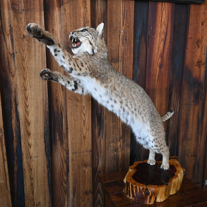 Mounted Bob Cat in Action- great wildlife decor piece Collectibles MISC