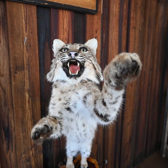 Mounted Bob Cat in Action- great wildlife decor piece Collectibles MISC