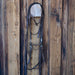 O-Ring Billy Allen Bridle Rig w/Browband Headstall Sale Barn misc