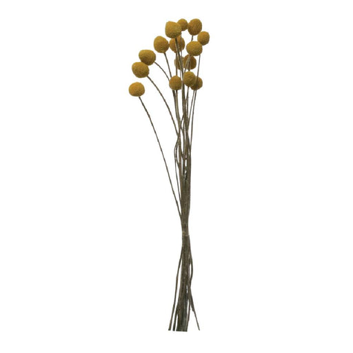 Dried Craspedia Bunch HOME & GIFTS - Home Decor - Decorative Accents Creative Co-Op   