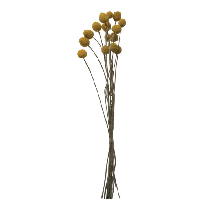 Dried Craspedia Bunch HOME & GIFTS - Home Decor - Decorative Accents Creative Co-Op   