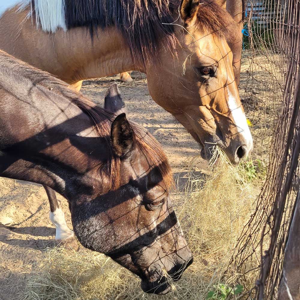 Farm & Ranch Supplies