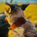 Teskey's Basketweave Tooled Dog Collar with Oval Feather Buckle Pets - Accessories Teskey's
