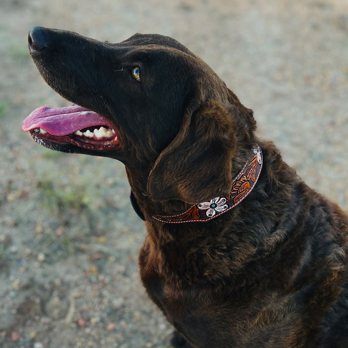 Teskey's Colored Floral Tooled Dog Collar with Silver Embellished Rectangle Buckle Pets - Accessories Teskey's
