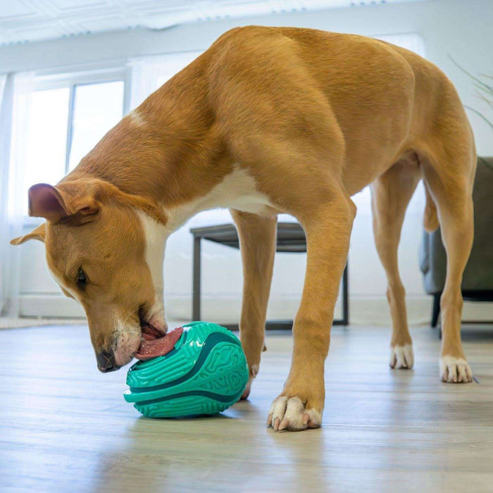 KONG® Licks Rewards (Md/Lg)