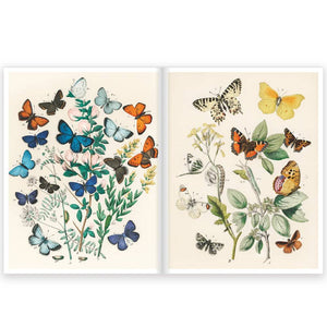 Butterflies HOME & GIFTS - Books K Co Press   