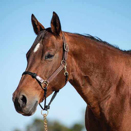 Cashel Leather/Rope Halter Tack - Halters & Leads Cashel