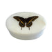 Eastern Black Swallowtail Butterfly Oval Soapstone Trinket Box HOME & GIFTS - Bath & Body - Bath Accessories Madison Bay Co.
